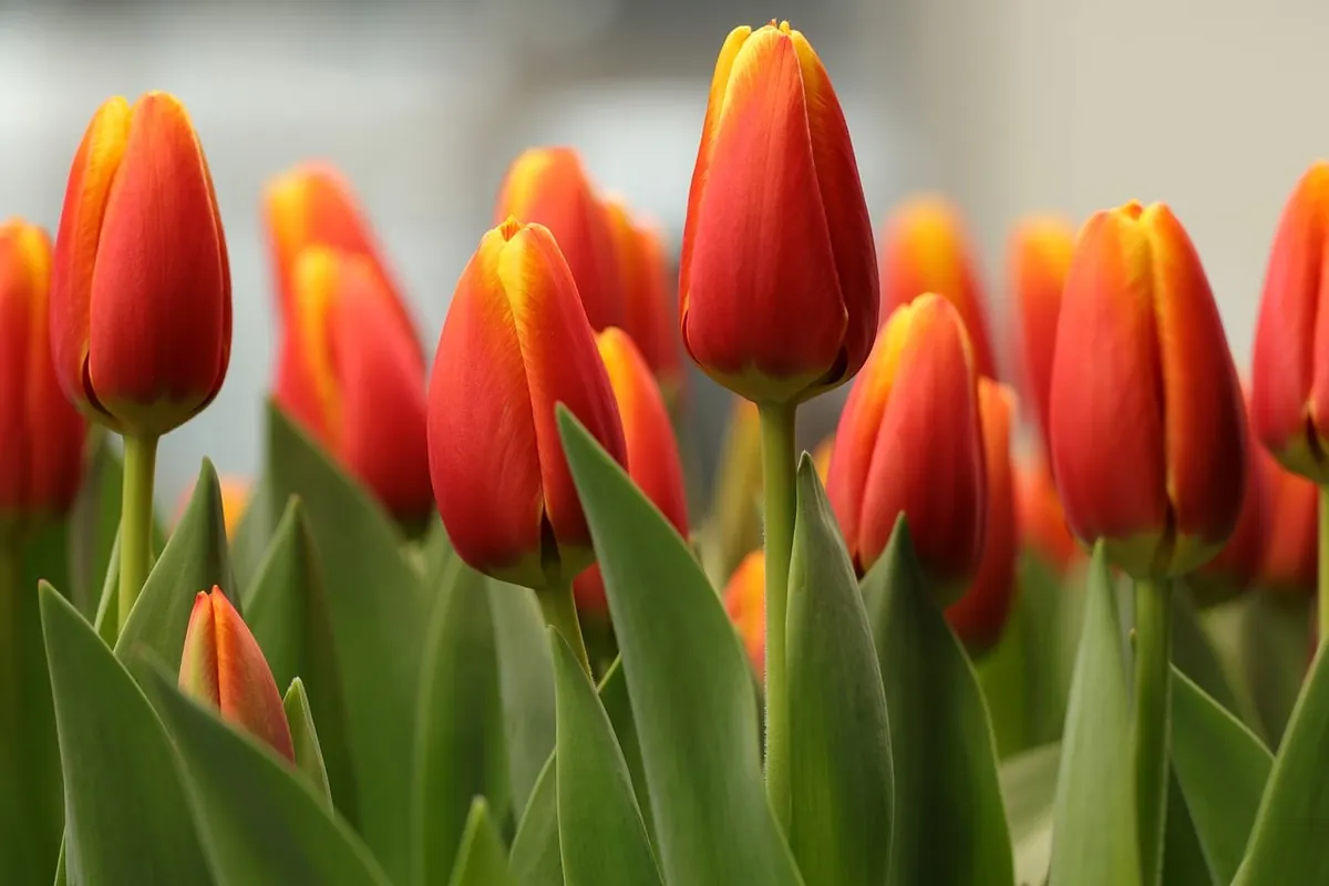 A Beginner's Guide to Choosing Tulip Varieties for UK Gardens