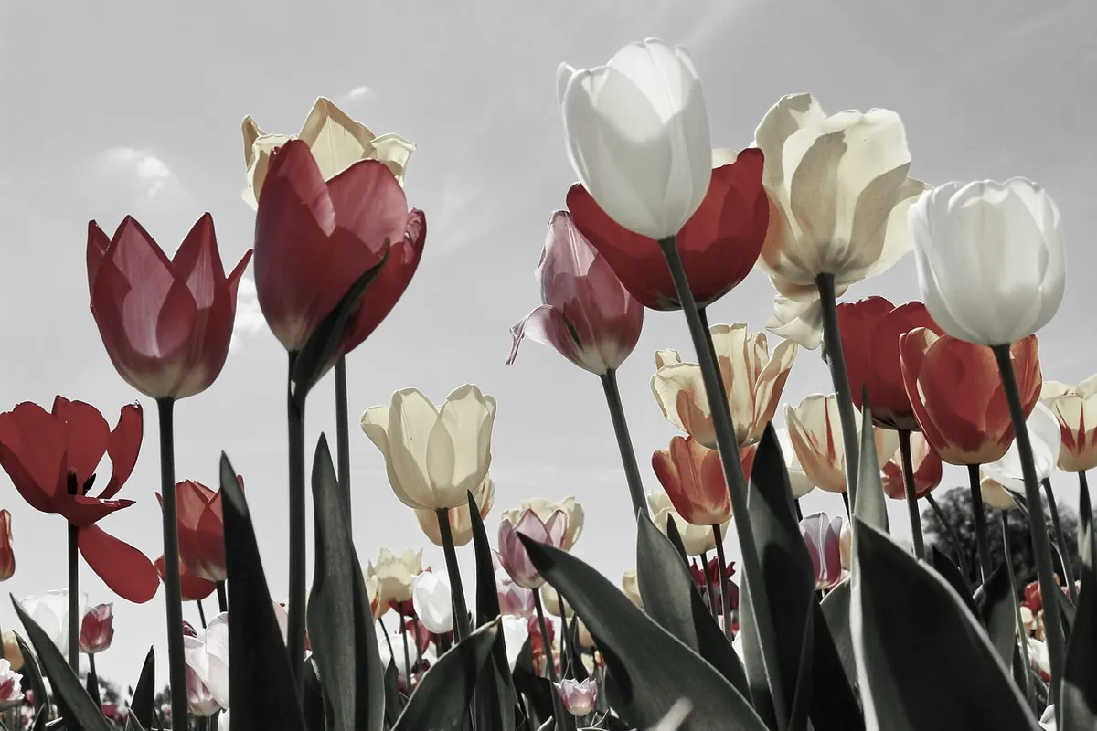 How to Grow Tulips in Pots and Containers in the UK