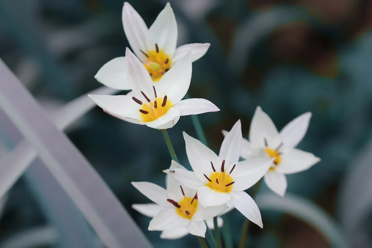 Species Tulips vs Hybrid Tulips: Which Should You Grow?