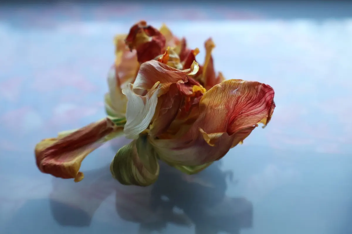 Tulip Care After Flowering: Deadheading, Watering and Letting Leaves Die Back